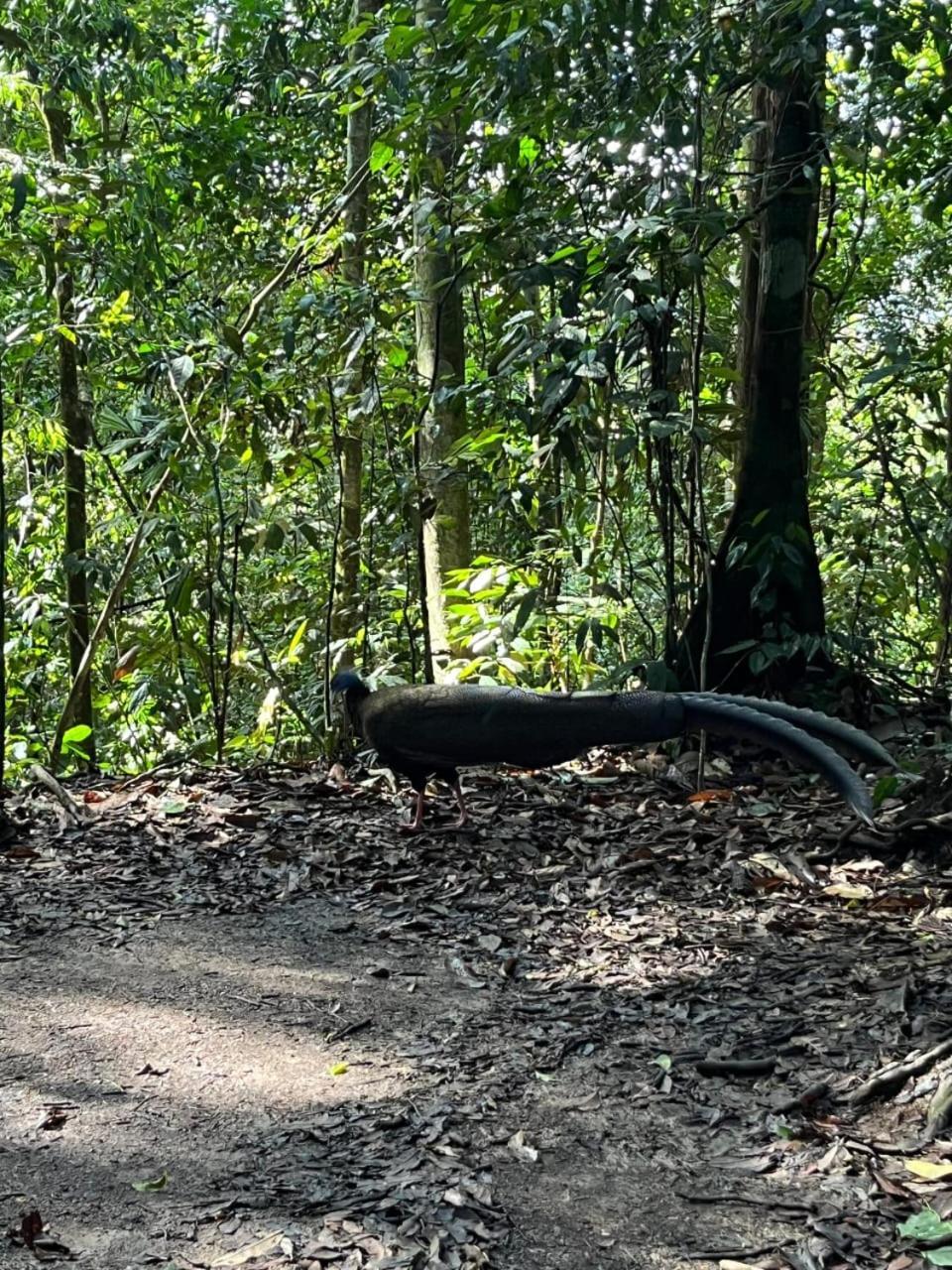 Pongo Guest House & Jungle Trekking Bukit Lawang Exterior photo