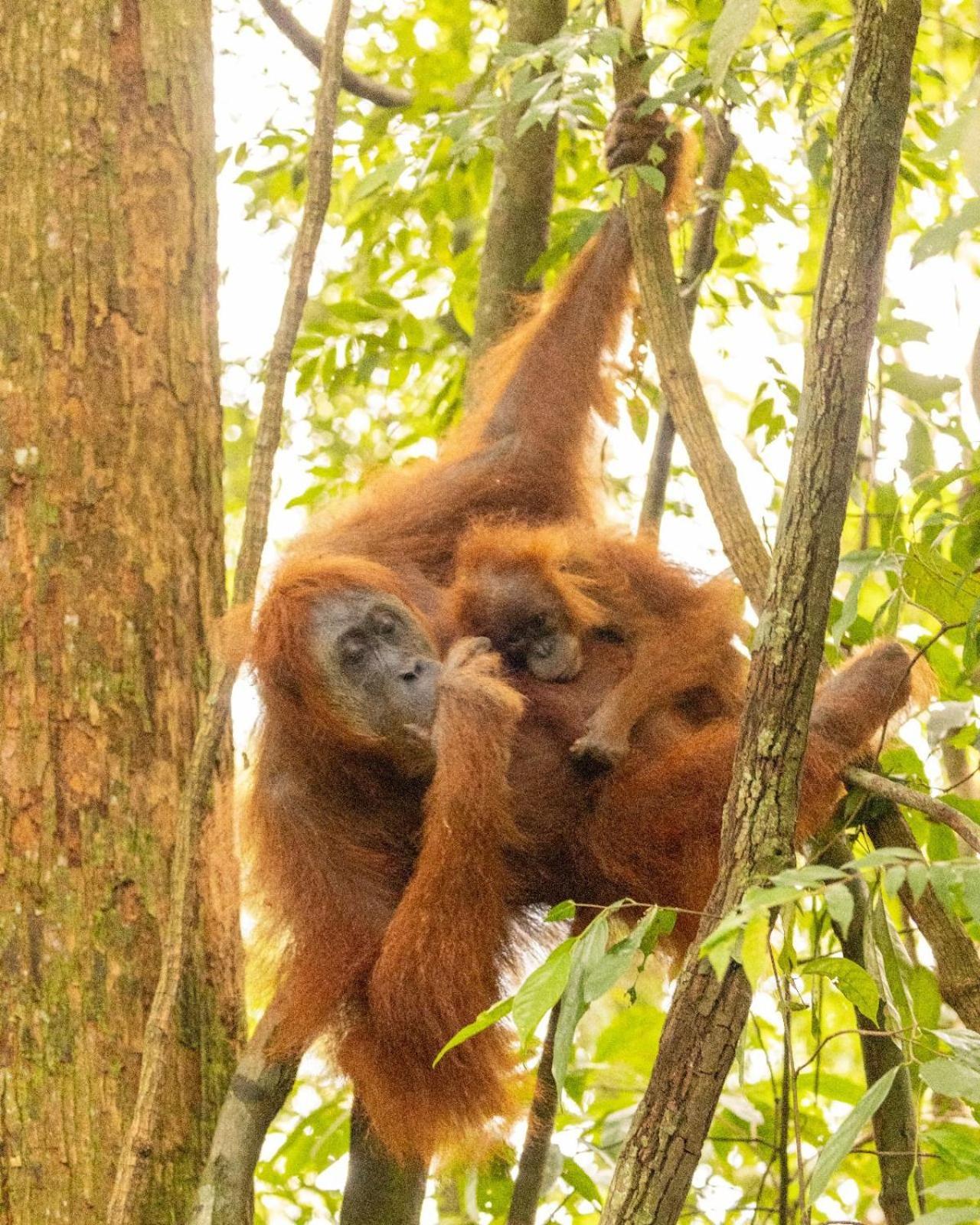 Pongo Guest House & Jungle Trekking Bukit Lawang Exterior photo
