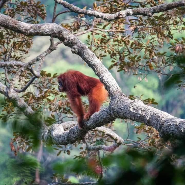 Pongo Guest House & Jungle Trekking Bukit Lawang Exterior photo