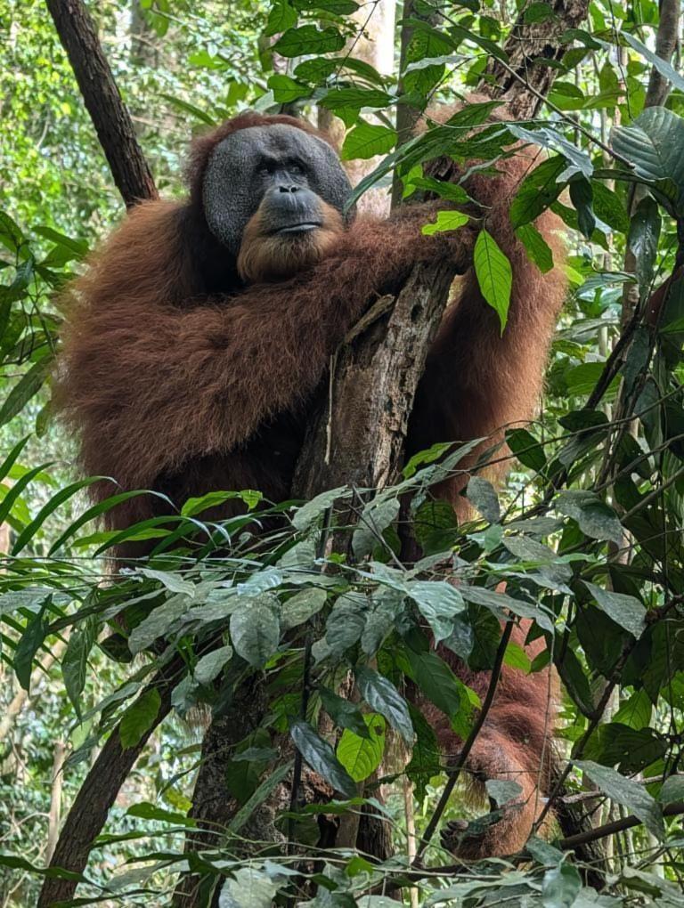 Pongo Guest House & Jungle Trekking Bukit Lawang Exterior photo