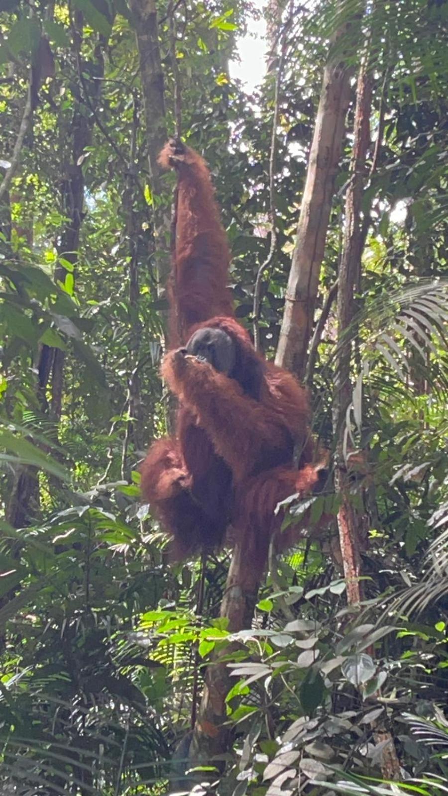 Pongo Guest House & Jungle Trekking Bukit Lawang Exterior photo